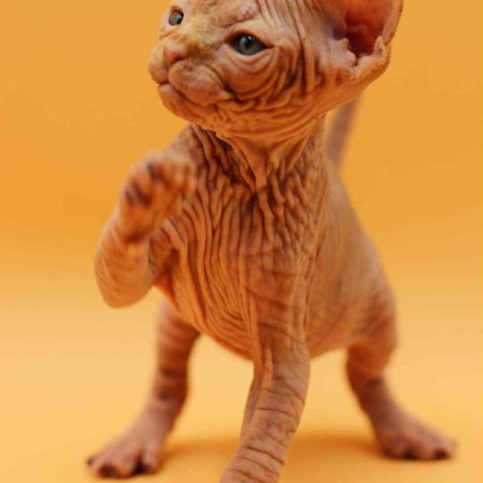 chat Sphynx Angélus Millésime du domaine Adara Chatterie