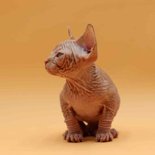 chat Sphynx Angélus Millésime du domaine Adara Chatterie