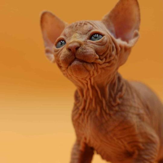 chat Sphynx Angélus Millésime du domaine Adara Chatterie