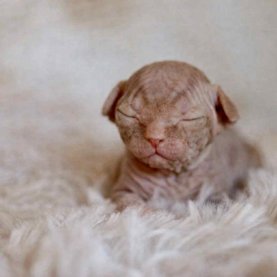 chat Sphynx Angélus Millésime du domaine Adara Chatterie