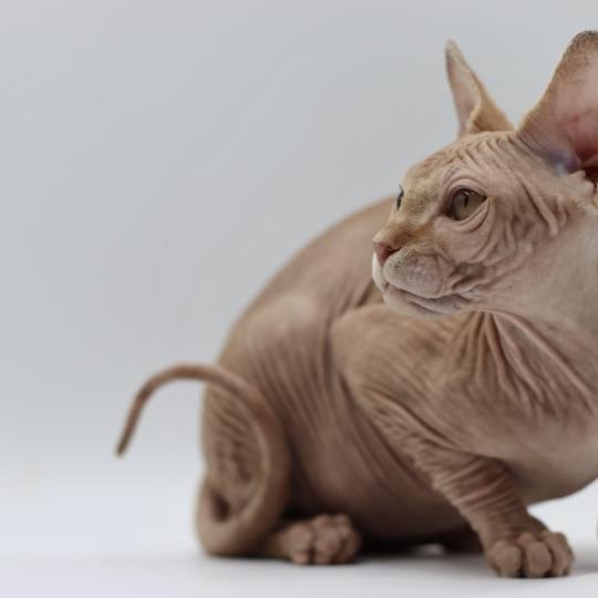 chat Sphynx Angélus Millésime du domaine Adara Chatterie