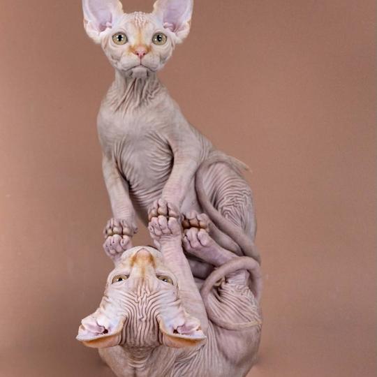 chat Sphynx Angélus Millésime du domaine Adara Chatterie