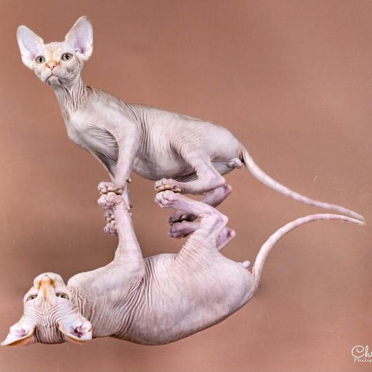 chat Sphynx Angélus Millésime du domaine Adara Chatterie