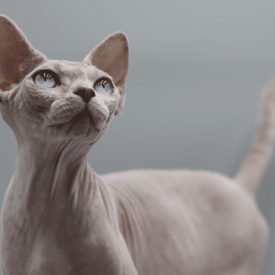 chat Sphynx blue tabby point Arendelle du domaine Adara Chatterie