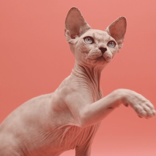 chat Sphynx blue tabby point Arendelle du domaine Adara Chatterie