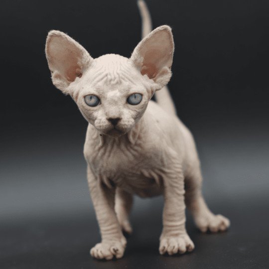 chat Sphynx blue tabby point Arendelle du domaine Adara Chatterie