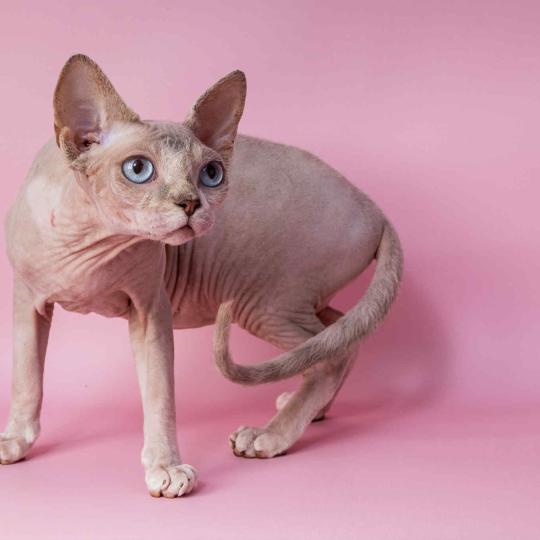 Arendelle du domaine Adara Femelle Sphynx