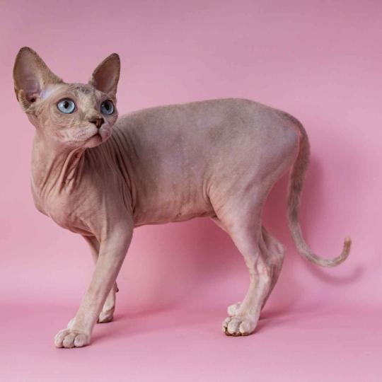 chat Sphynx blue tabby point Arendelle du domaine Adara Chatterie