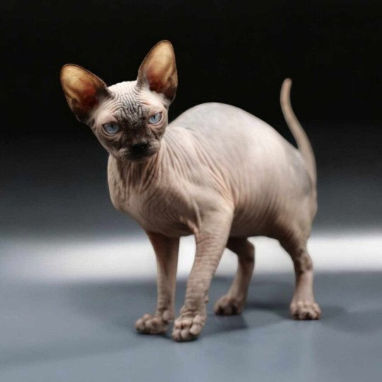 chat Sphynx Cayenne Chatterie