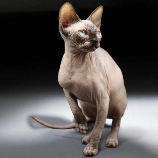 chat Sphynx Cayenne Chatterie