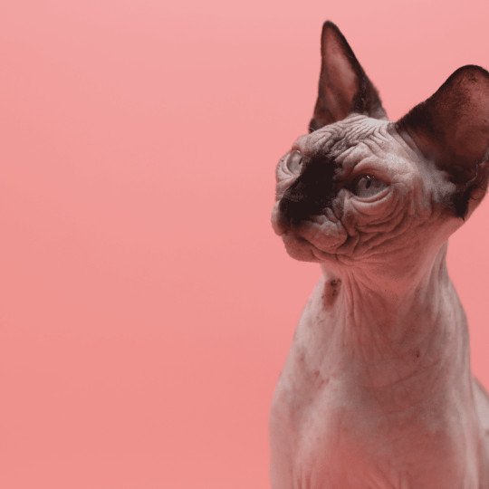 Cayenne Femelle Sphynx