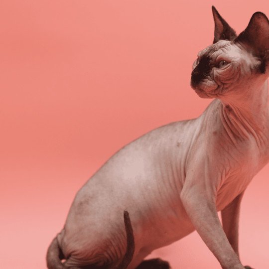 chat Sphynx Cayenne Chatterie