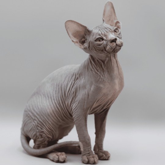 chat Sphynx blue tabby Dalí Esmeralda Azul Chatterie
