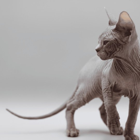 chat Sphynx blue tabby Dalí Esmeralda Azul Chatterie