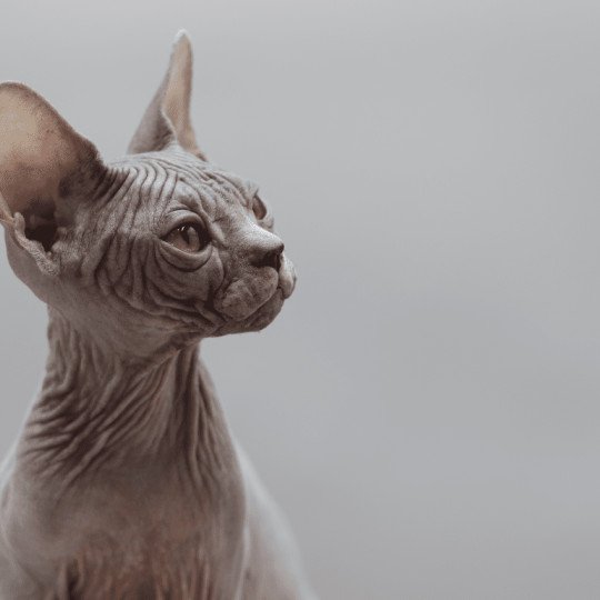chat Sphynx blue tabby Dalí Esmeralda Azul Chatterie