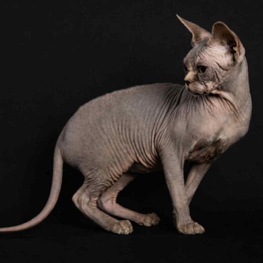 chat Sphynx blue tabby Dalí Esmeralda Azul Chatterie