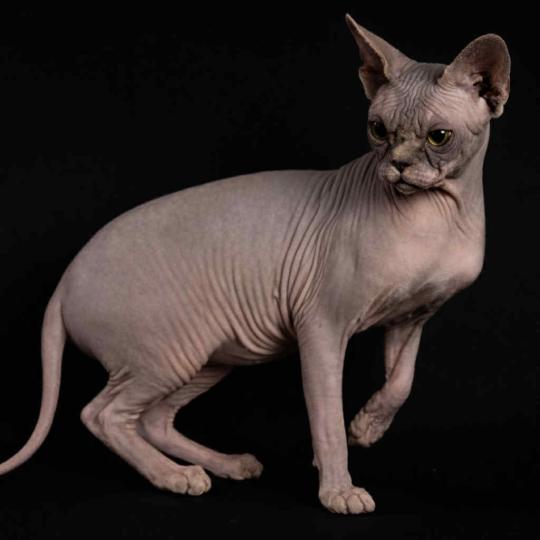 Dalí Esmeralda Azul Mâle Sphynx