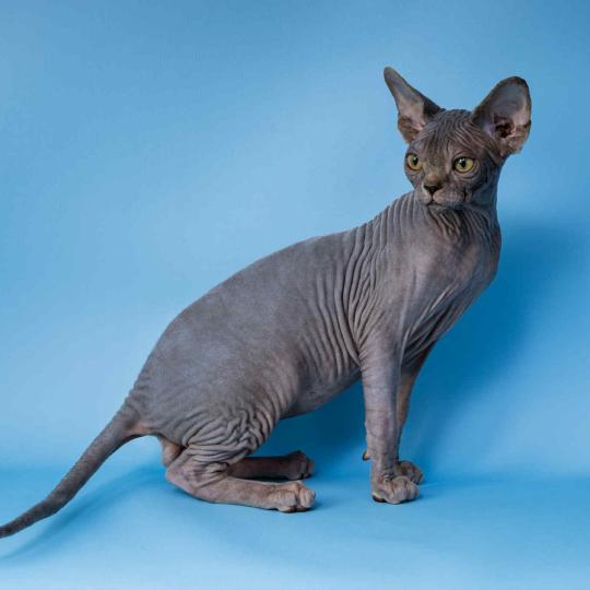 chat Sphynx blue tabby Dalí Esmeralda Azul Chatterie