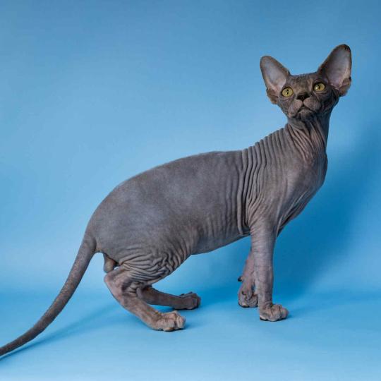 chat Sphynx blue tabby Dalí Esmeralda Azul Chatterie
