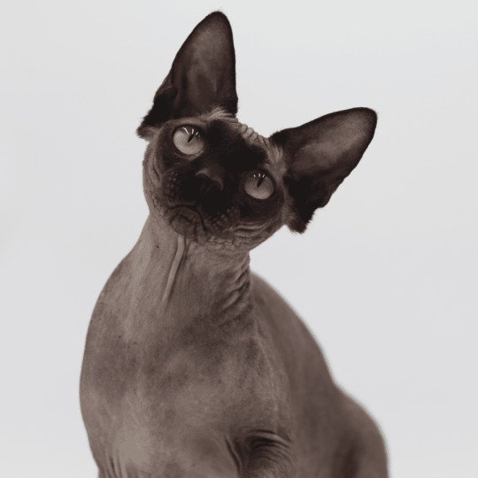 Frann Femelle Sphynx
