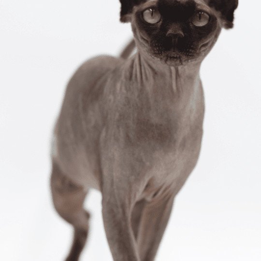 chat Sphynx black Francesca Chatterie