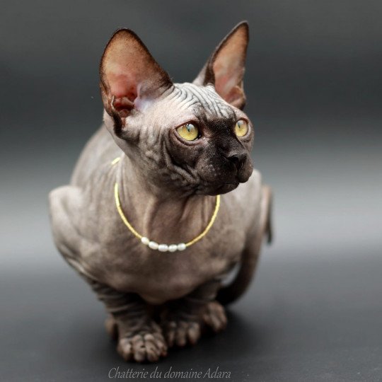 chat Sphynx Francesca Chatterie