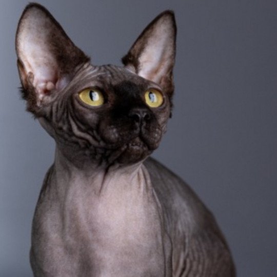 chat Sphynx black Francesca Chatterie