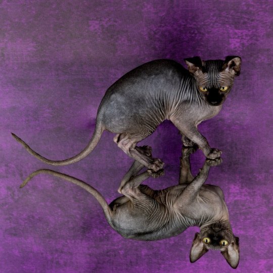 chat Sphynx black Francesca Chatterie