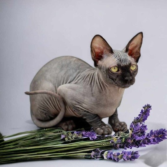 chat Sphynx black Francesca Chatterie