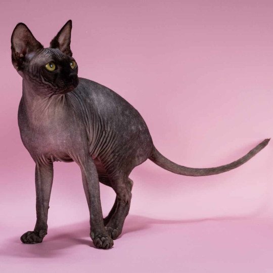 chat Sphynx black Francesca Chatterie
