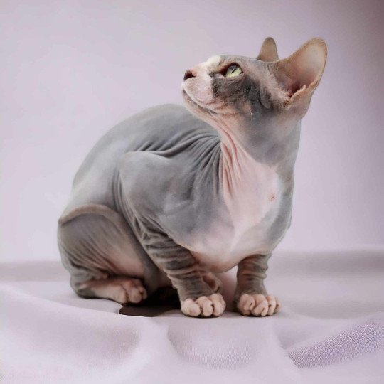 chat Sphynx blue tabby bicolor Opium Chatterie