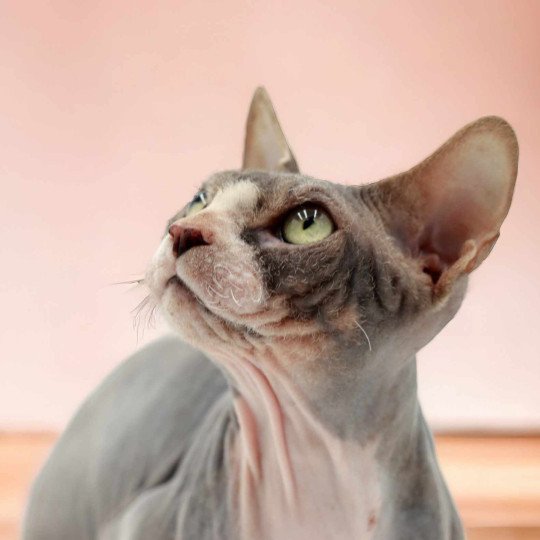 chat Sphynx blue tabby bicolor Opium Chatterie