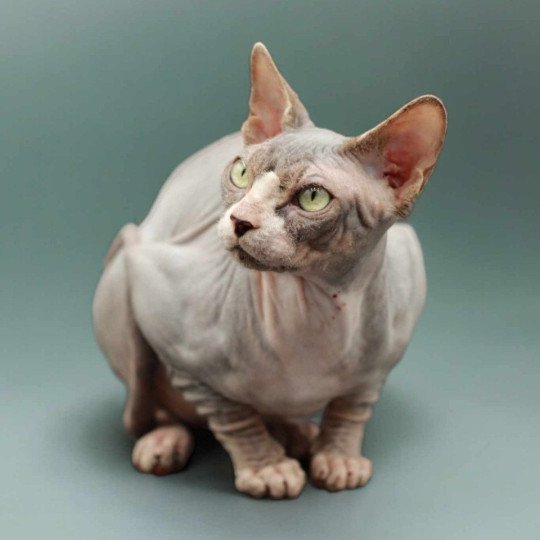 chat Sphynx blue tabby bicolor Opium Chatterie