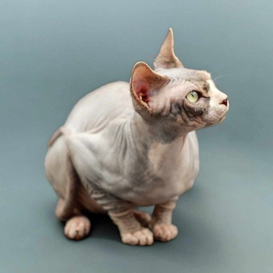 chat Sphynx blue tabby bicolor Opium Chatterie