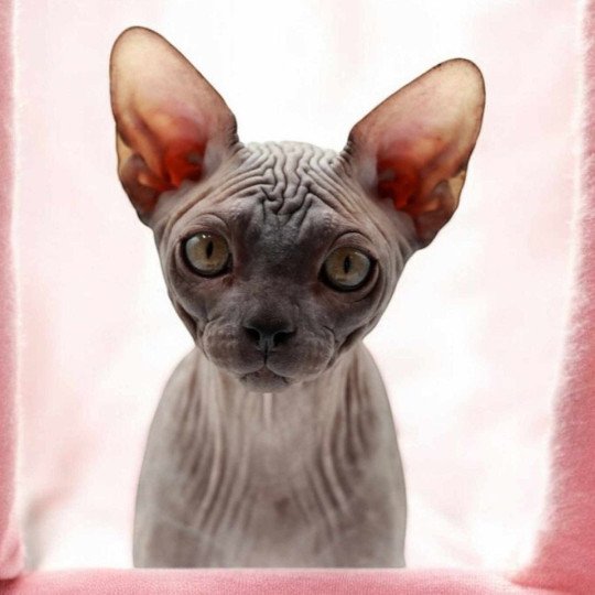 chat Sphynx black Harlem Chatterie