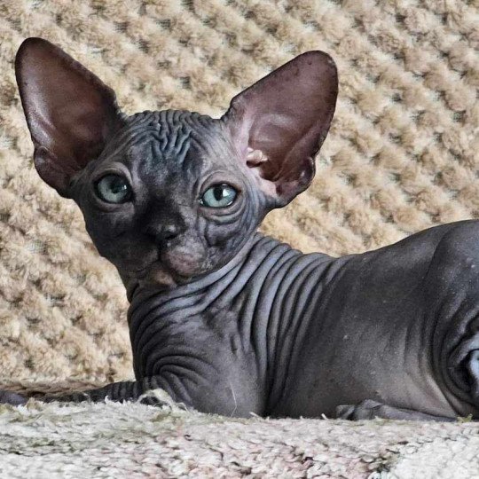 chat Sphynx black Harlem Chatterie