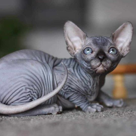chat Sphynx black Harlem Chatterie