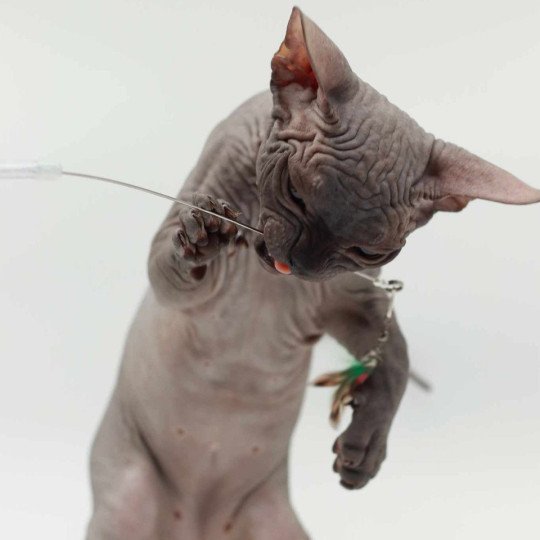 chat Sphynx black Harlem Chatterie