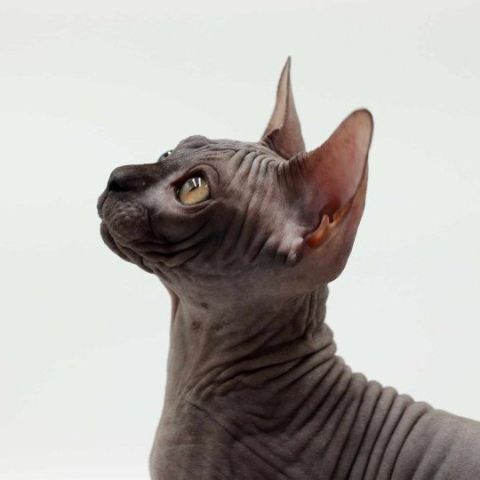 chat Sphynx black Harlem Chatterie