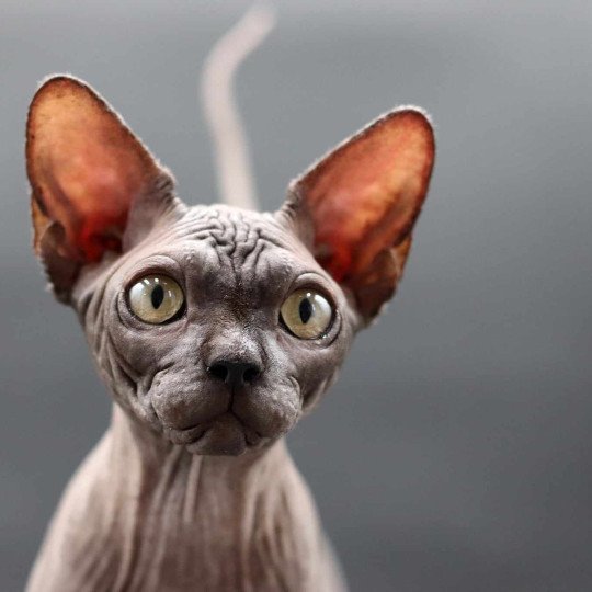 chat Sphynx black Harlem Chatterie