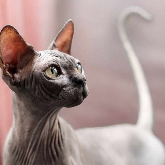 Harlem Mâle Sphynx