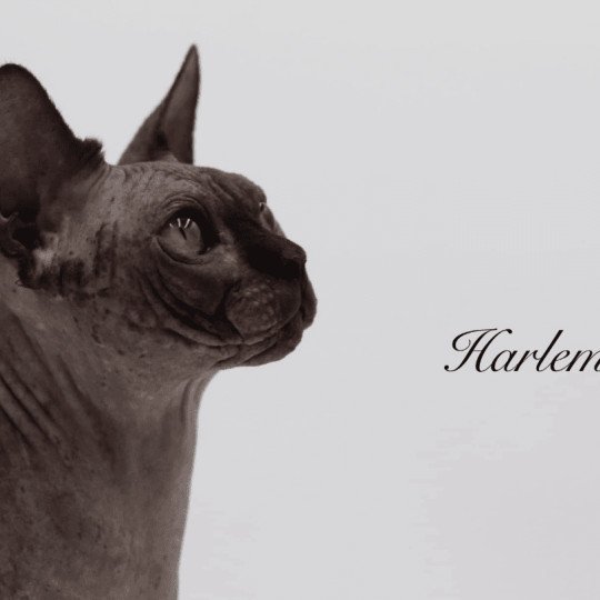 chat Sphynx black Harlem Chatterie