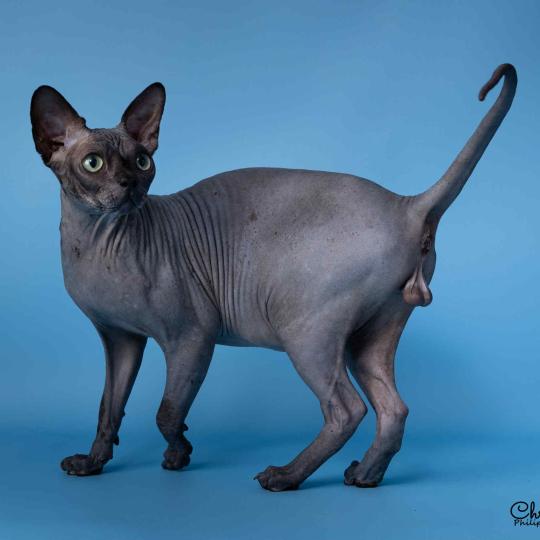 Harlem Mâle Sphynx