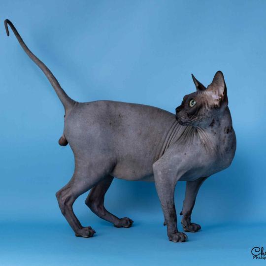 chat Sphynx black Harlem Chatterie
