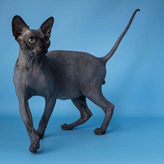chat Sphynx black Harlem Chatterie