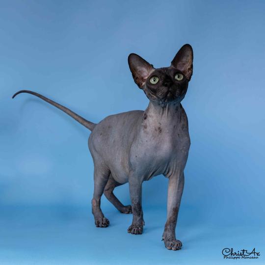 chat Sphynx black Harlem Chatterie