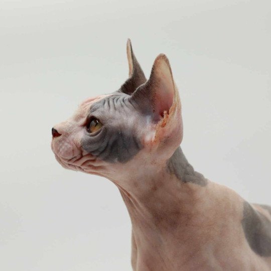 chat Sphynx blue tortie bicolor Heart Dana Chatterie