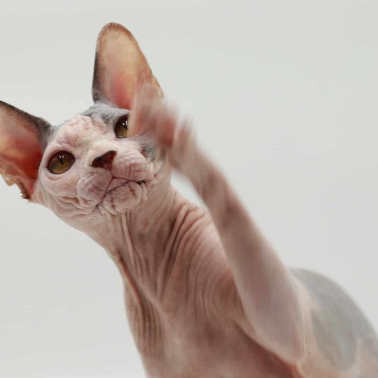 chat Sphynx blue tortie bicolor Heart Dana Chatterie