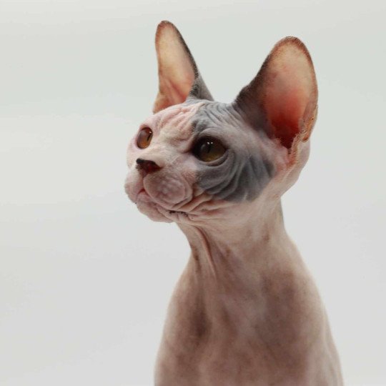 chat Sphynx blue tortie bicolor Heart Dana Chatterie