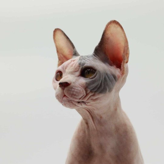 chat Sphynx blue tortie bicolor Heart Dana Chatterie
